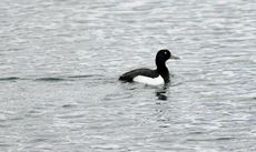 Reiherente (4 von 12).jpg